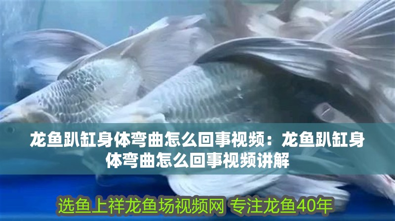 龍魚趴缸身體彎曲怎么回事視頻：龍魚趴缸身體彎曲怎么回事視頻講解