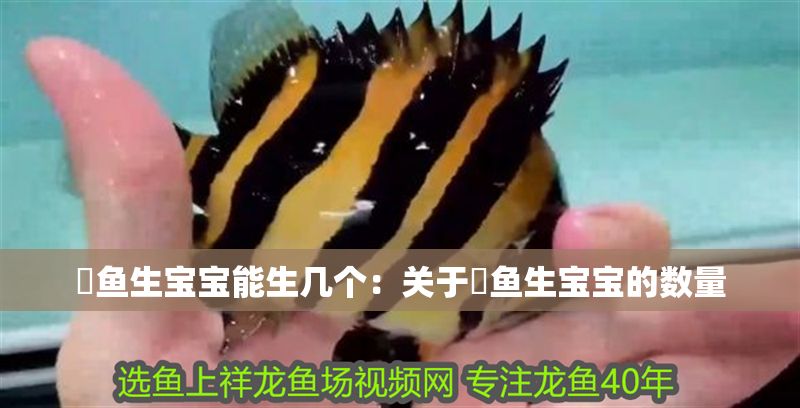 魟魚生寶寶能生幾個:關于魟魚生寶寶的數量 魟魚百科 第2張 魟魚生寶寶能生幾個:關于魟魚生寶寶的數量 魟魚生寶寶能生幾個:關于魟魚生寶寶的數量 魟魚百科 第2張