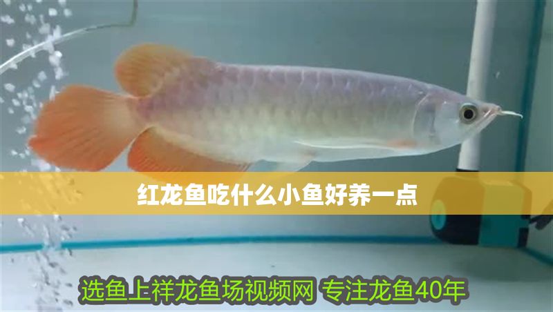 紅龍魚吃什么小魚好養(yǎng)一點(diǎn)