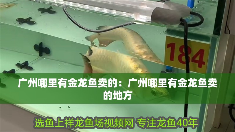 龍魚喂養規律是什么vs祥龍魚場：龍魚的喂養規律及其與“祥龍魚場”的關系