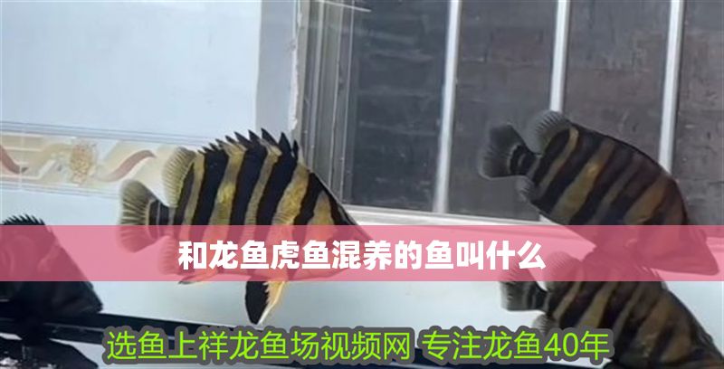和龍魚虎魚混養的魚叫什么