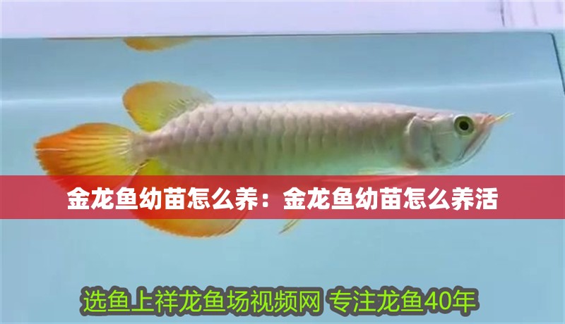 金龍魚幼苗怎么養：金龍魚幼苗怎么養活