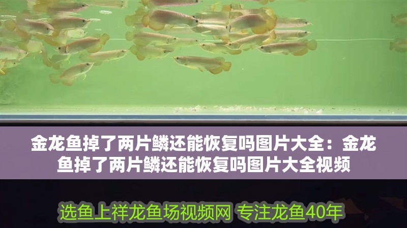 金龍魚掉了兩片鱗還能恢復嗎圖片大全：金龍魚掉了兩片鱗還能恢復嗎圖片大全視頻 金龍魚掉了兩片鱗還能恢復嗎圖片大全：金龍魚掉了兩片鱗還能恢復嗎圖片大全視頻 水族問答