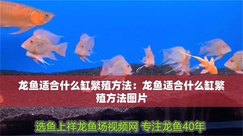 龍魚適合什么缸繁殖方法：龍魚適合什么缸繁殖方法圖片