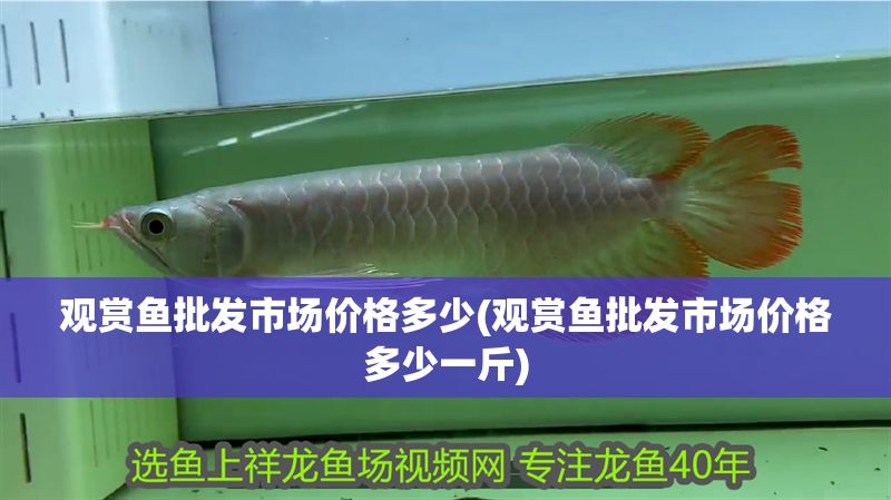 觀賞魚批發(fā)市場價格多少(觀賞魚批發(fā)市場價格多少一斤)