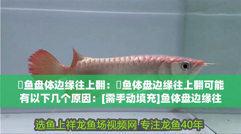 魟魚盤體邊緣往上翻：魟魚體盤邊緣往上翻可能有以下幾個原因：[需手動填充]魚體盤邊緣往上翻 魟魚盤體邊緣往上翻：魟魚體盤邊緣往上翻可能有以下幾個原因：[需手動填充]魚體盤邊緣往上翻 魟魚百科 第2張