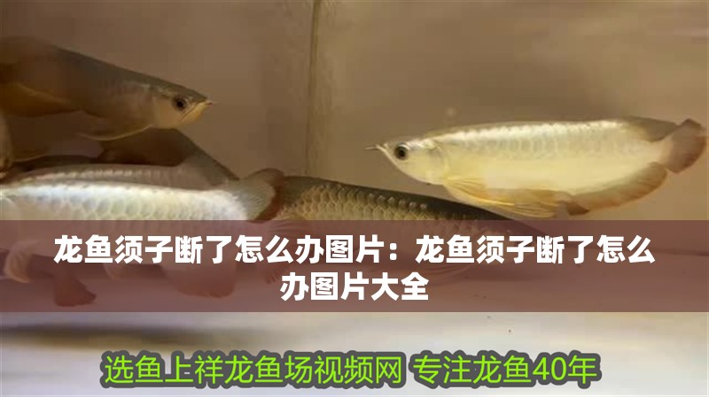 龍魚須子斷了怎么辦圖片：龍魚須子斷了怎么辦圖片大全