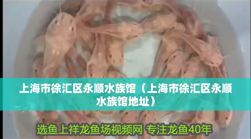 上海市徐匯區永順水族館（上海市徐匯區永順水族館地址）
