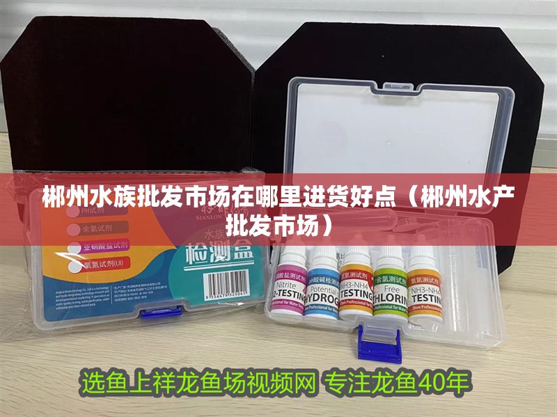 郴州水族批發(fā)市場在哪里進貨好點(郴州水產批發(fā)市場) 元寶鳳凰魚百科 第1張 郴州水族批發(fā)市場在哪里進貨好點(郴州水產批發(fā)市場) 郴州水族批發(fā)市場在哪里進貨好點(郴州水產批發(fā)市場) 元寶鳳凰魚百科 第1張