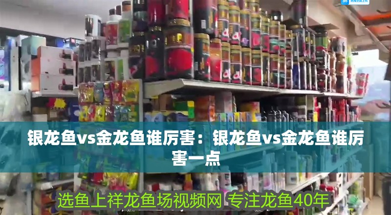 銀龍魚vs金龍魚誰厲害：銀龍魚vs金龍魚誰厲害一點