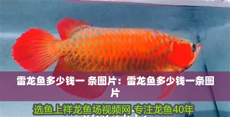雷龍魚多少錢一 條圖片：雷龍魚多少錢一條圖片