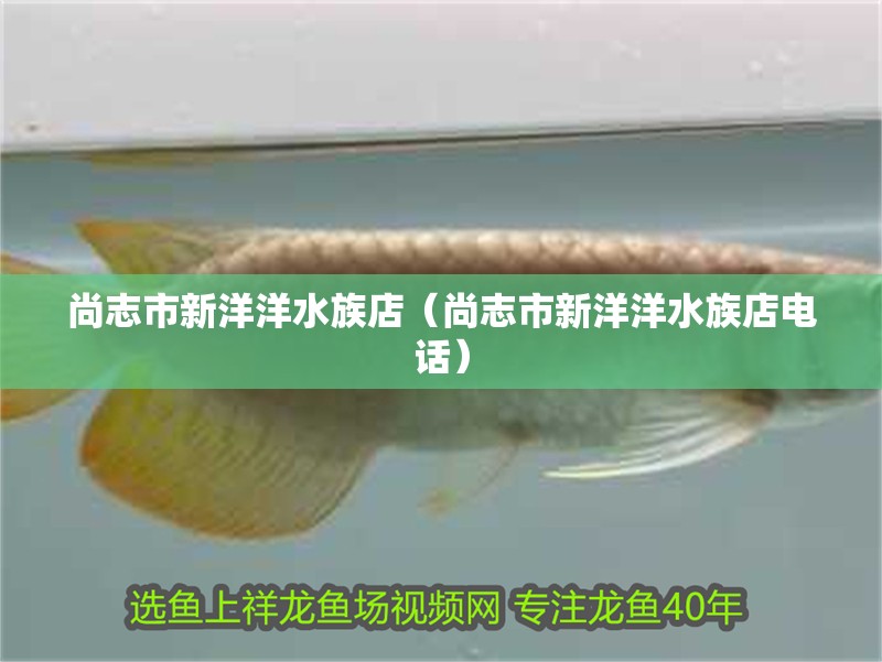 尚志市新洋洋水族店（尚志市新洋洋水族店電話） 尚志市新洋洋水族店（尚志市新洋洋水族店電話） 全國水族館企業名錄 第1張