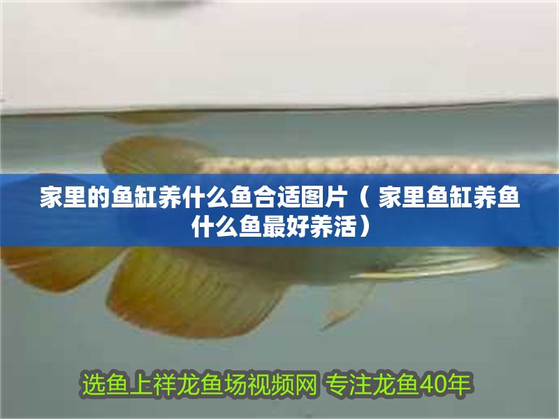 家里的魚缸養什么魚合適圖片（ 家里魚缸養魚什么魚最好養活）
