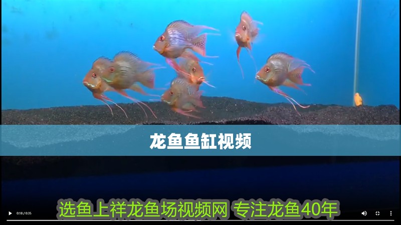 龍魚魚缸視頻 龍魚魚缸視頻 魚缸百科