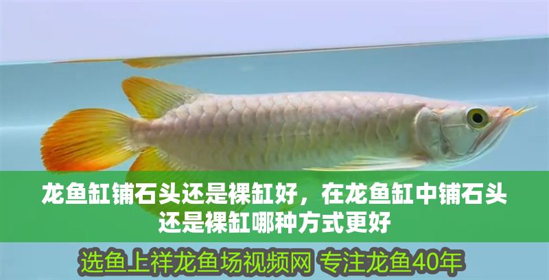 龍魚缸鋪石頭還是裸缸好，在龍魚缸中鋪石頭還是裸缸哪種方式更好
