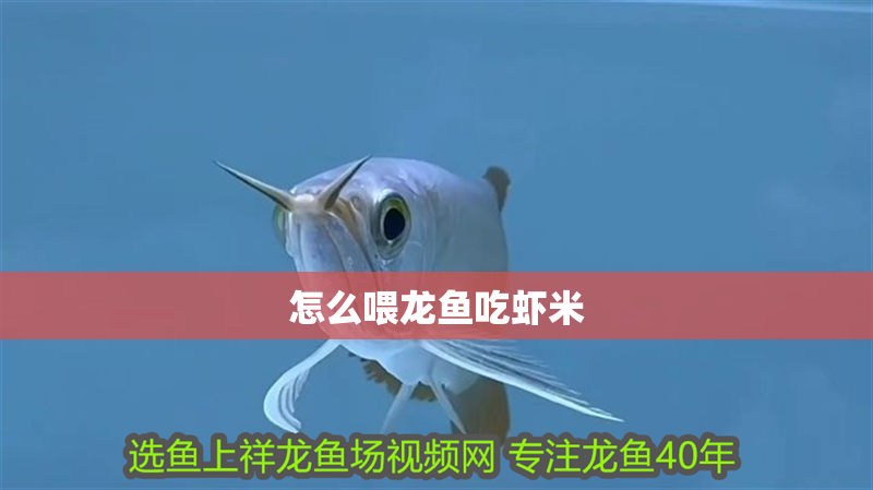 怎么喂龍魚吃蝦米