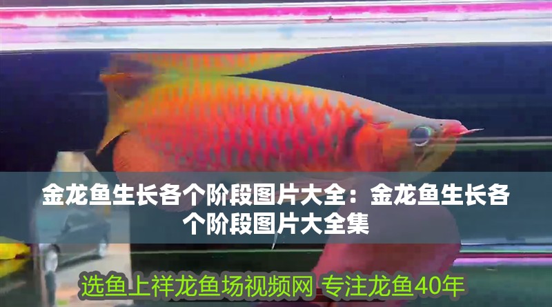 金龍魚生長各個階段圖片大全：金龍魚生長各個階段圖片大全集 金龍魚生長各個階段圖片大全：金龍魚生長各個階段圖片大全集 水族問答