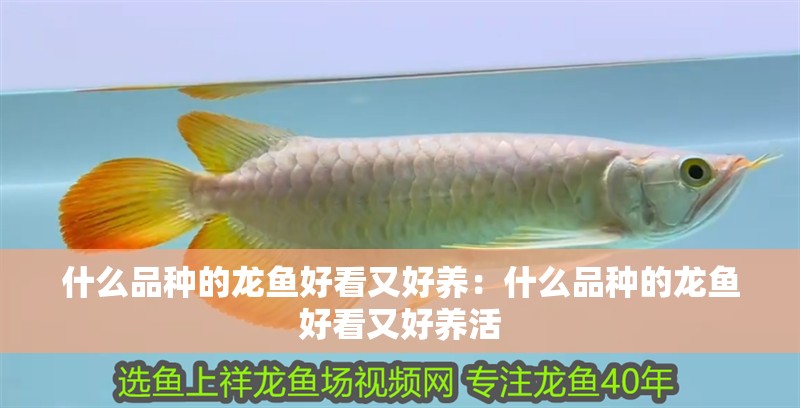 什么品種的龍魚好看又好養：什么品種的龍魚好看又好養活