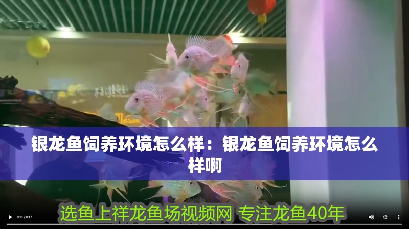 銀龍魚飼養環境怎么樣：銀龍魚飼養環境怎么樣啊