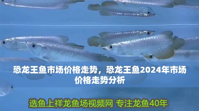 恐龍王魚市場價格走勢，恐龍王魚2024年市場價格走勢分析 恐龍王魚市場價格走勢，恐龍王魚2024年市場價格走勢分析 虎魚百科 第2張