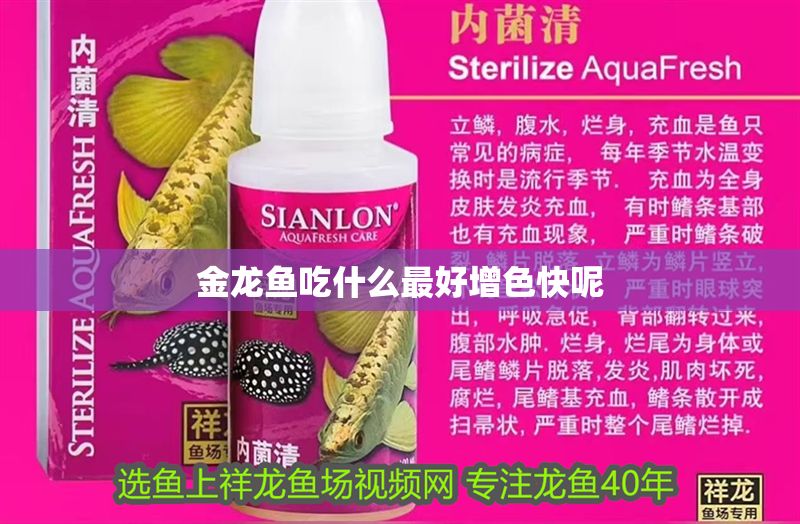 金龍魚吃什么最好增色快呢