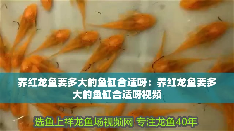 養紅龍魚要多大的魚缸合適呀：養紅龍魚要多大的魚缸合適呀視頻 養紅龍魚要多大的魚缸合適呀：養紅龍魚要多大的魚缸合適呀視頻 水族問答