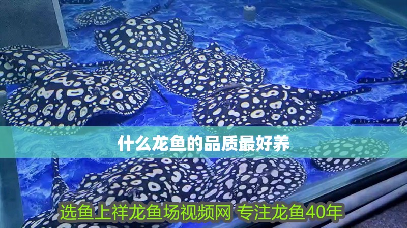 什么龍魚的品質(zhì)最好養(yǎng) 什么龍魚的品質(zhì)最好養(yǎng) 龍魚百科 第2張