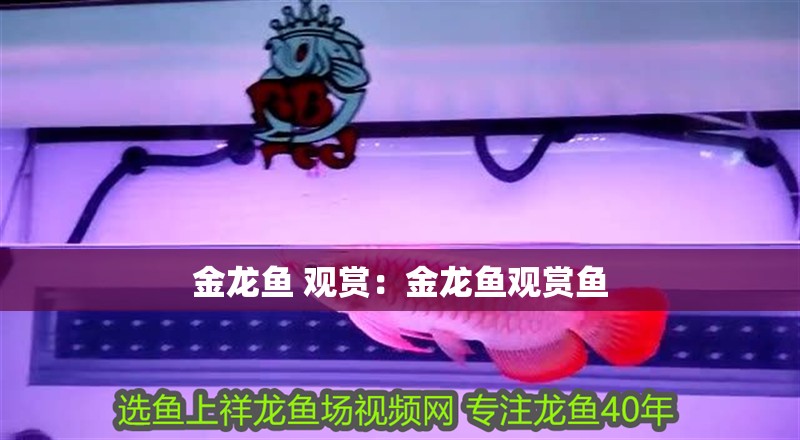 金龍魚 觀賞：金龍魚觀賞魚