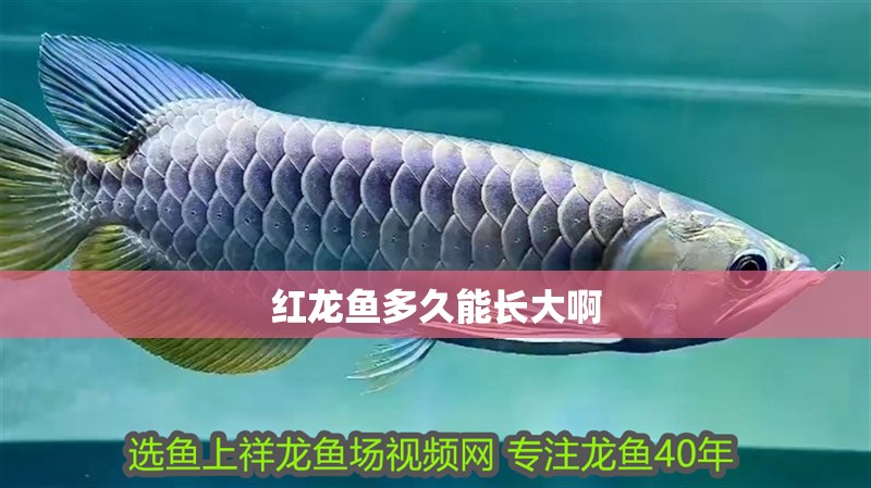 紅龍魚多久能長大啊