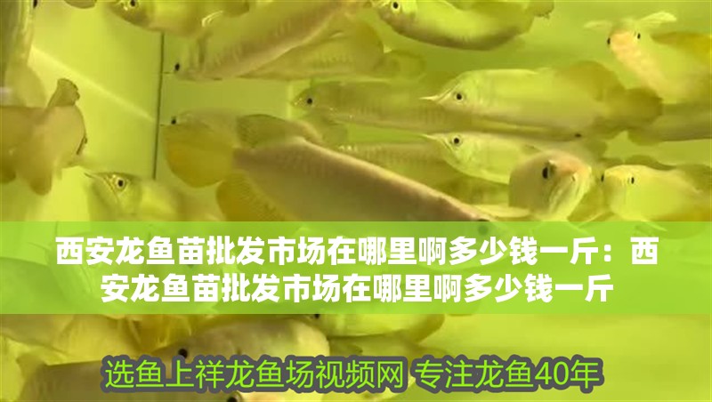 西安龍魚苗批發市場在哪里啊多少錢一斤：西安龍魚苗批發市場在哪里啊多少錢一斤