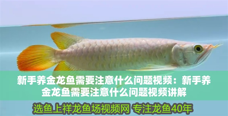 新手養金龍魚需要注意什么問題視頻：新手養金龍魚需要注意什么問題視頻講解