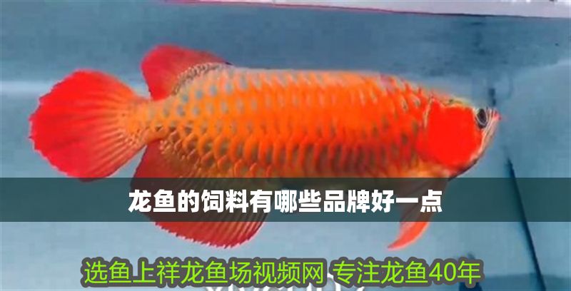 龍魚的飼料有哪些品牌好一點 龍魚的飼料有哪些品牌好一點 龍魚百科 第2張
