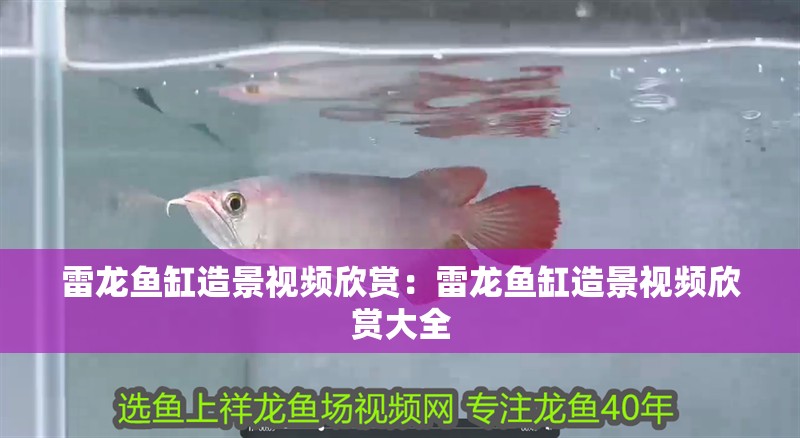 雷龍魚缸造景視頻欣賞：雷龍魚缸造景視頻欣賞大全