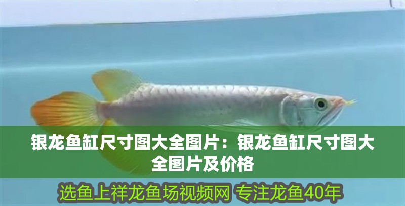 銀龍魚缸尺寸圖大全圖片：銀龍魚缸尺寸圖大全圖片及價格