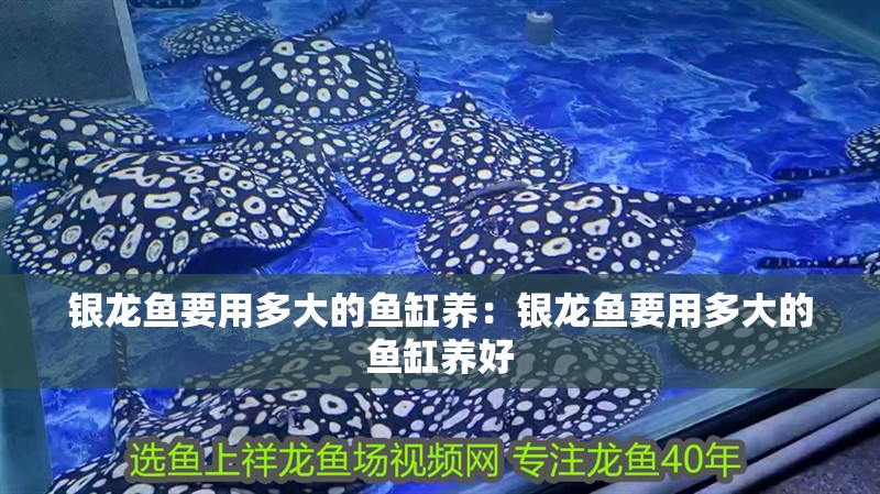 銀龍魚要用多大的魚缸養(yǎng)：銀龍魚要用多大的魚缸養(yǎng)好 銀龍魚要用多大的魚缸養(yǎng)：銀龍魚要用多大的魚缸養(yǎng)好 水族問答