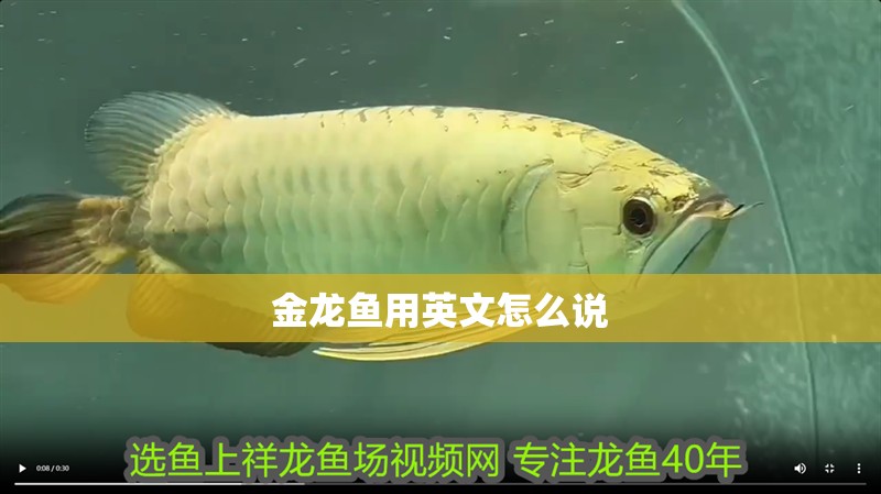 金龍魚用英文怎么說