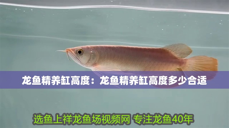 龍魚(yú)精養(yǎng)缸高度：龍魚(yú)精養(yǎng)缸高度多少合適