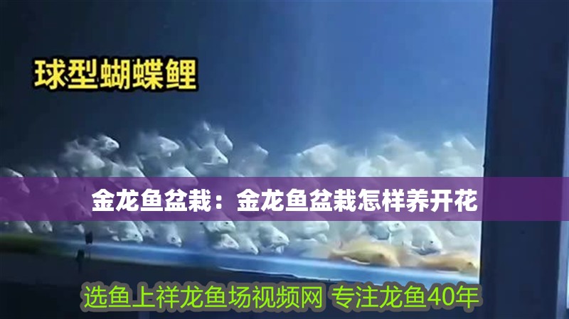 金龍魚盆栽：金龍魚盆栽怎樣養開花