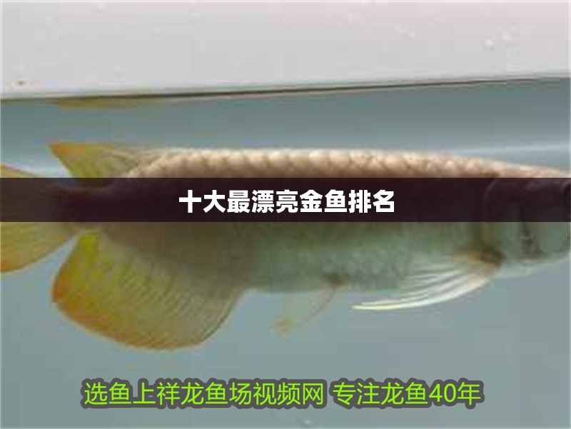 十大最漂亮金魚排名 十大最漂亮金魚排名 龍魚百科 第1張