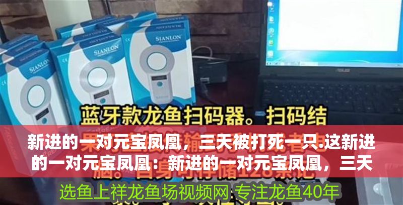 新進的一對元寶鳳凰，三天被打死一只.這新進的一對元寶鳳凰：新進的一對元寶鳳凰，三天被打死一只..這塊頭應該不會被欺生吧