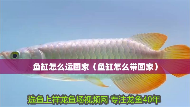 魚缸怎么運(yùn)回家（魚缸怎么帶回家）