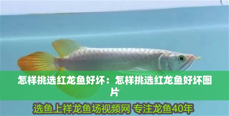 怎樣挑選紅龍魚好壞：怎樣挑選紅龍魚好壞圖片