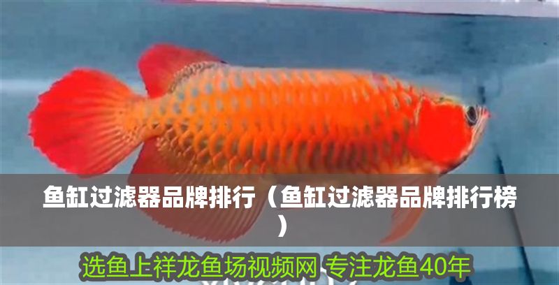 魚缸過濾器品牌排行（魚缸過濾器品牌排行榜）