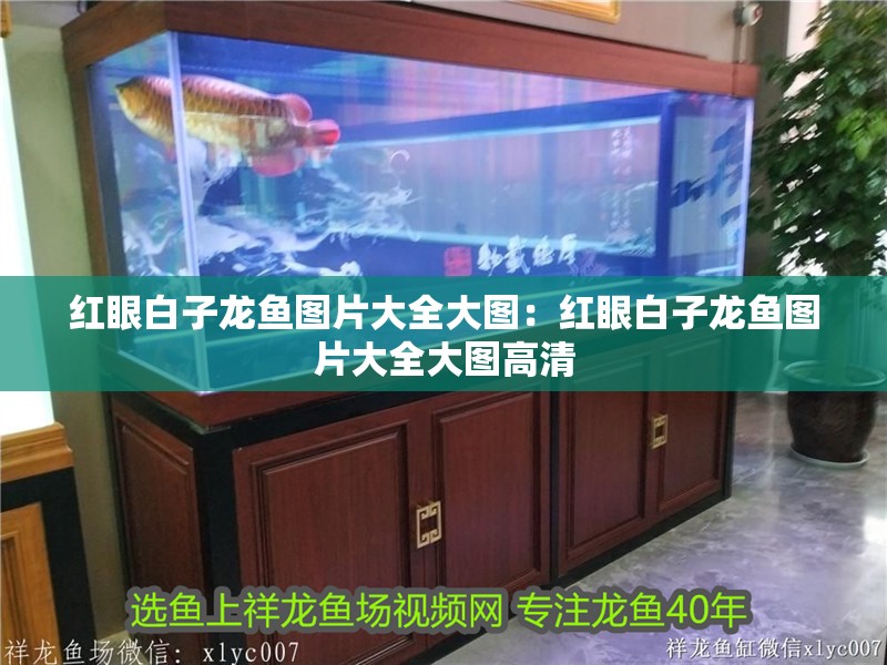 龍魚和虎魚打架嗎會死嗎(金龍魚和虎魚經常打架)