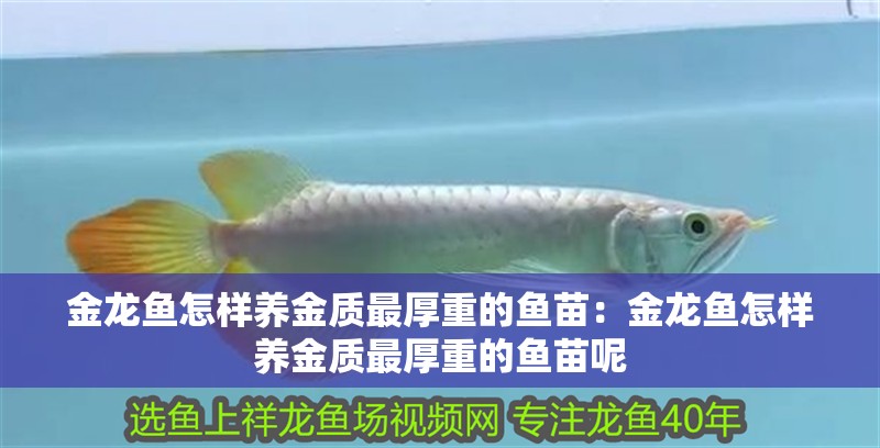 金龍魚怎樣養金質最厚重的魚苗：金龍魚怎樣養金質最厚重的魚苗呢