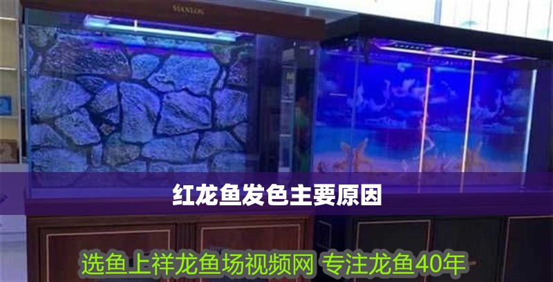 紅龍魚發色主要原因