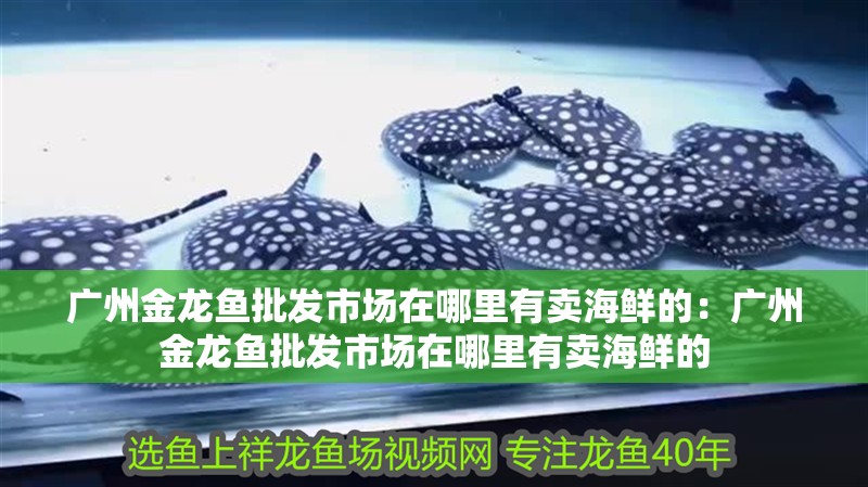 廣州金龍魚批發(fā)市場在哪里有賣海鮮的：廣州金龍魚批發(fā)市場在哪里有賣海鮮的 廣州金龍魚批發(fā)市場在哪里有賣海鮮的：廣州金龍魚批發(fā)市場在哪里有賣海鮮的 水族問答