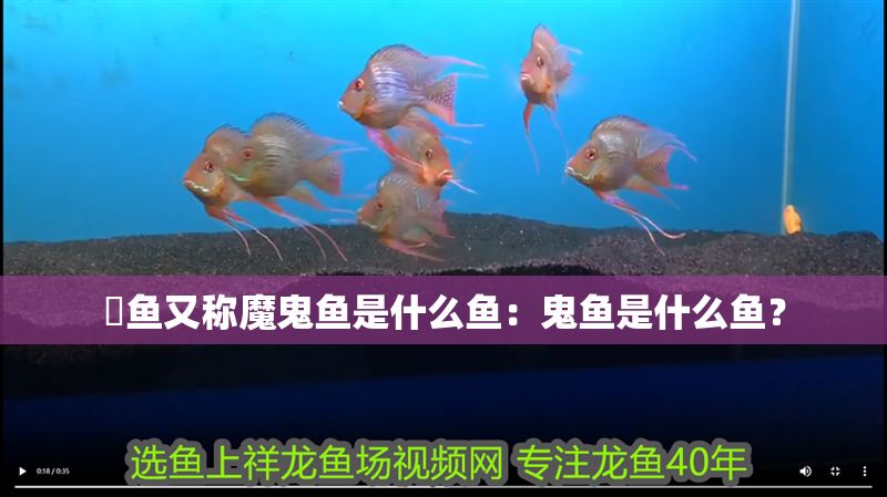 魟魚又稱魔鬼魚是什么魚：鬼魚是什么魚？