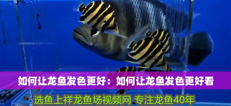 如何讓龍魚發(fā)色更好：如何讓龍魚發(fā)色更好看