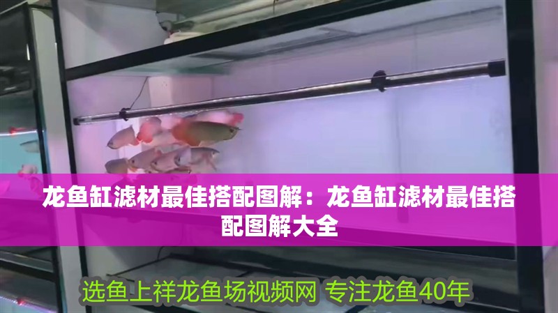 龍魚缸濾材最佳搭配圖解：龍魚缸濾材最佳搭配圖解大全